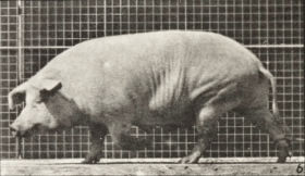 Plate 673 Sow walking — figure reference
